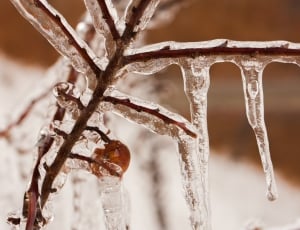frozen water on twigs thumbnail