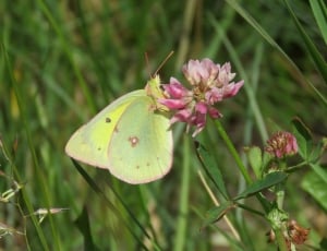 yellow and green butterfly thumbnail