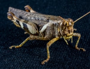 Grasshopper, Viridissima, Insect, Scare, one animal, animal wildlife thumbnail