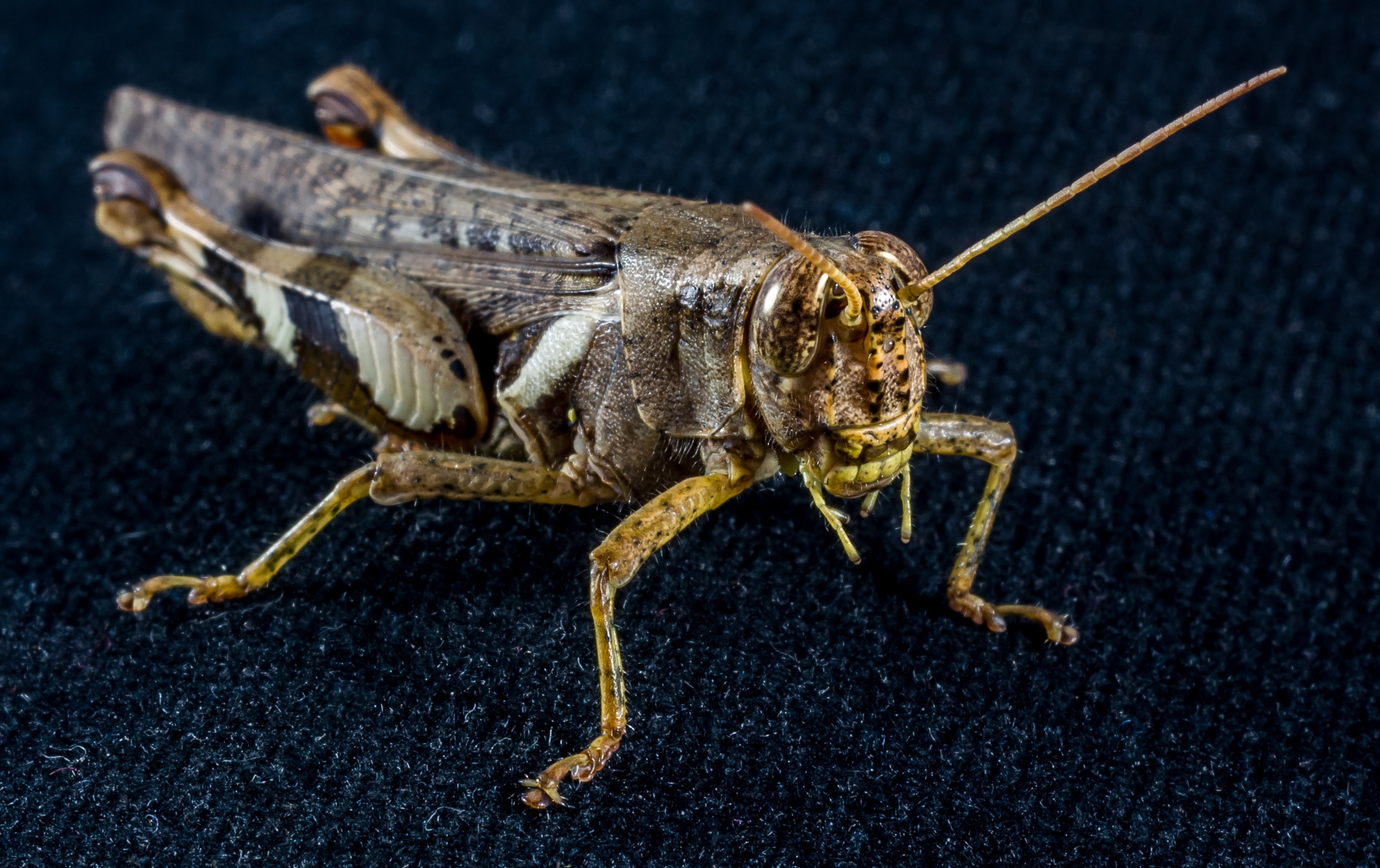 Grasshopper, Viridissima, Insect, Scare, one animal, animal wildlife