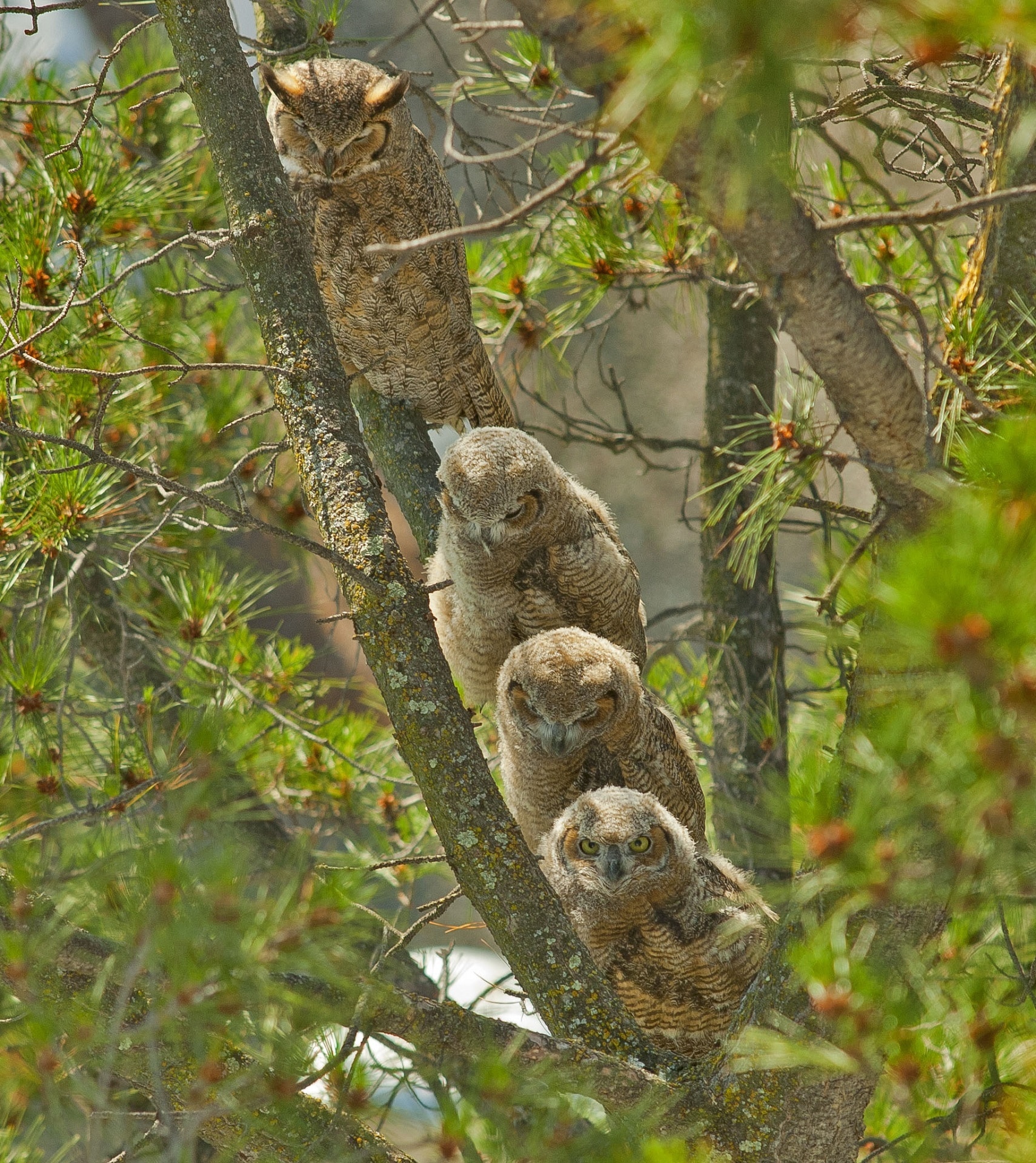 4 brown owls