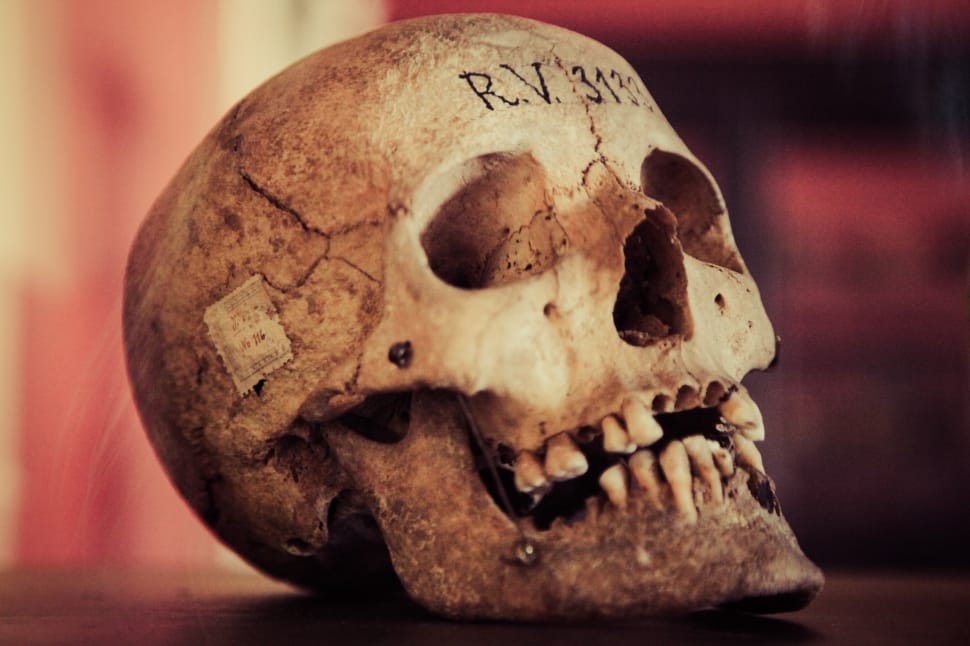 Skull, Old, Vintage, Human Skull, human skull, human skeleton preview