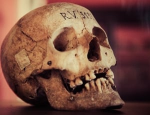 Skull, Old, Vintage, Human Skull, human skull, human skeleton thumbnail