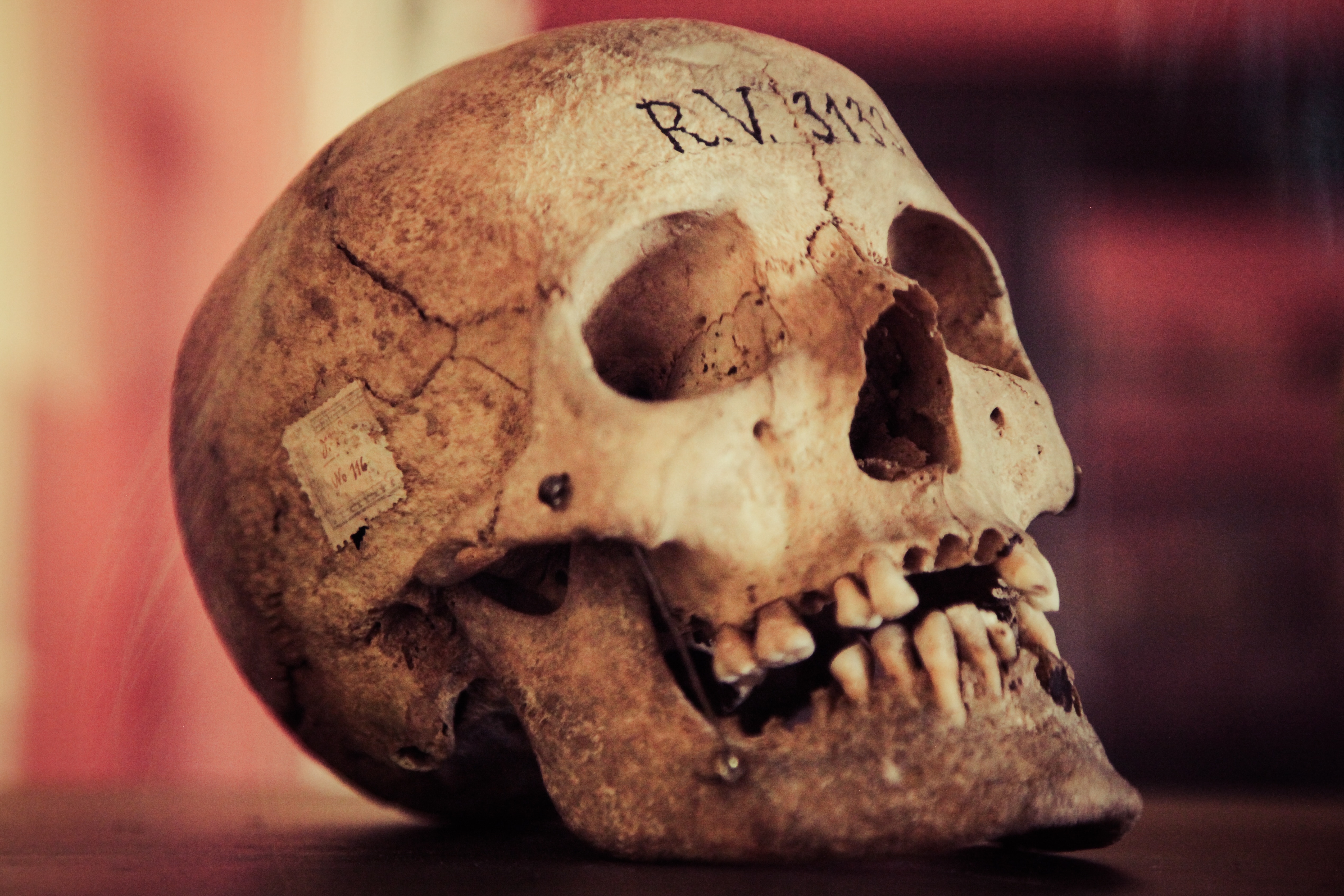 Skull, Old, Vintage, Human Skull, human skull, human skeleton