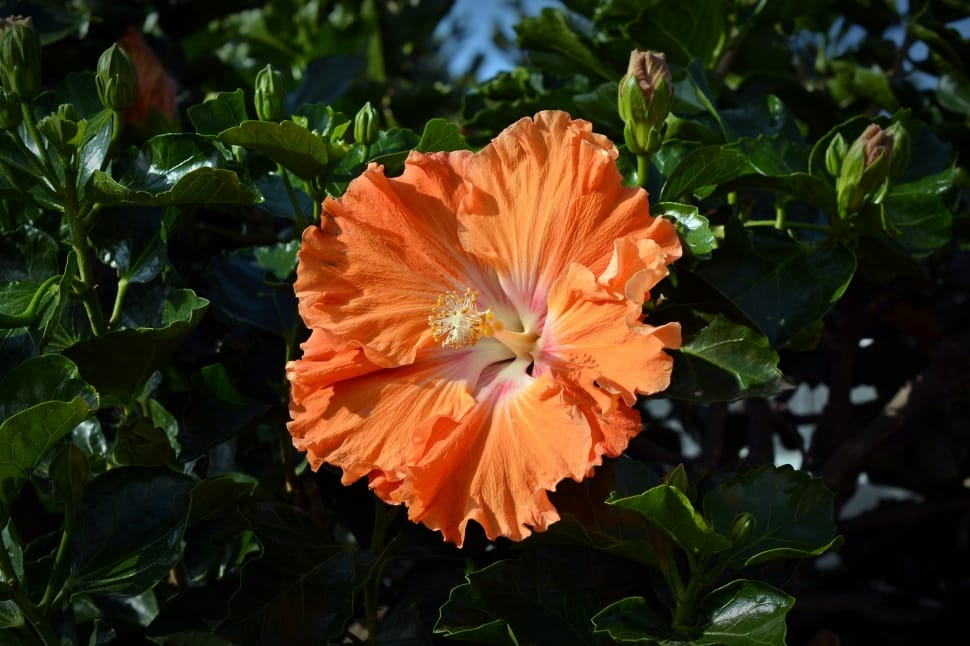 orange hibiscus preview