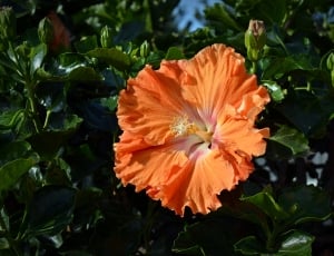 orange hibiscus thumbnail