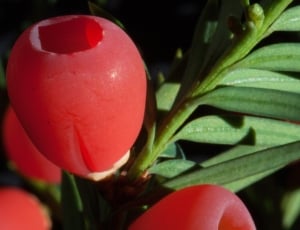 Yew, Bush, Plant, Taxus, Periwinkle, red, growth thumbnail