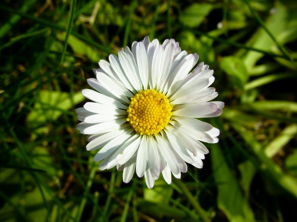 Flower, Daisy, Nature, White, Petals, flower, growth preview