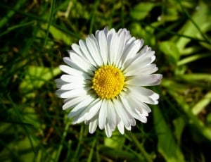 Flower, Daisy, Nature, White, Petals, flower, growth thumbnail