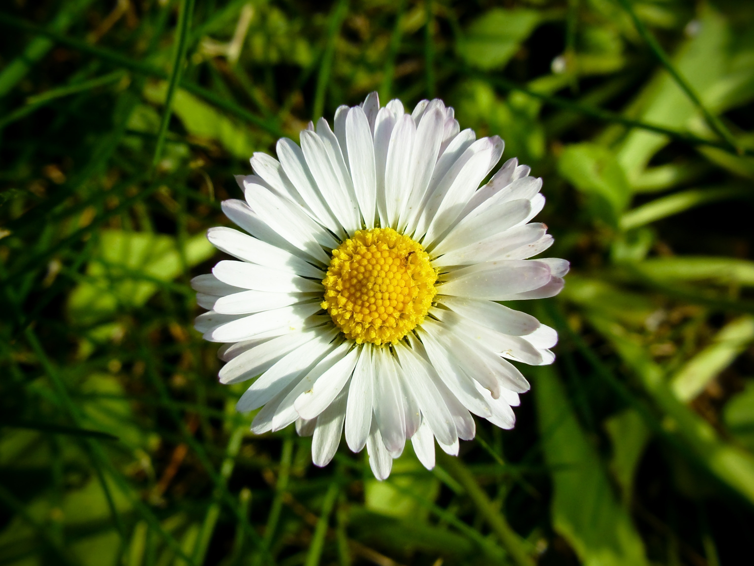 Flower, Daisy, Nature, White, Petals, flower, growth