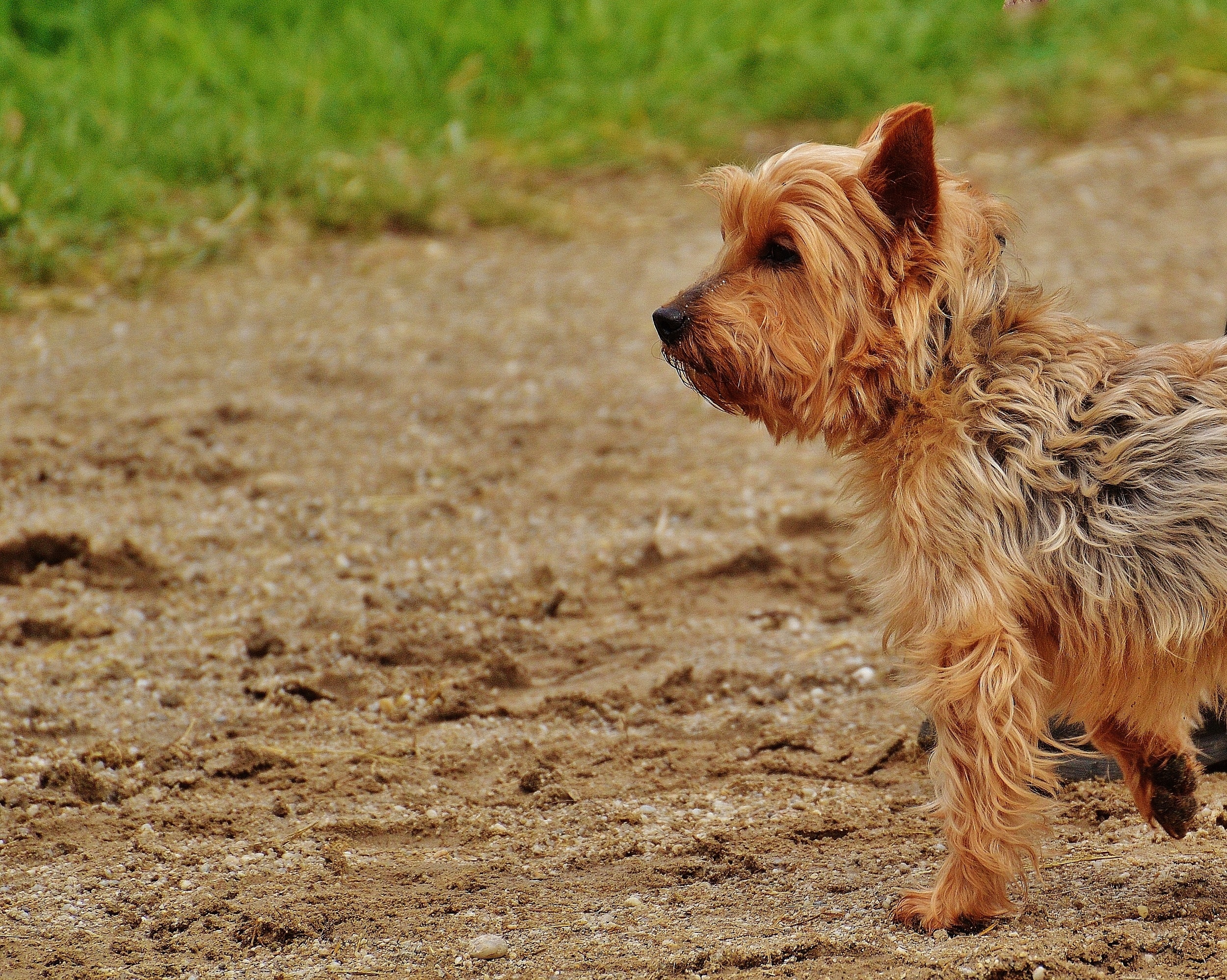 black and tan yorkshire terrier