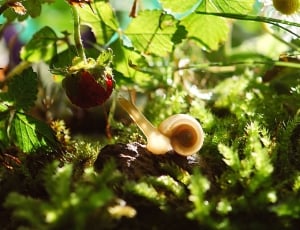 snail with berry thumbnail