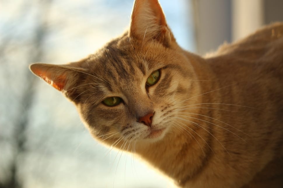 orange tabby cat with green eyes preview