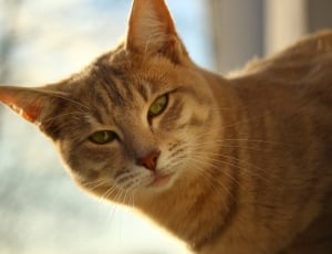 orange tabby cat with green eyes thumbnail