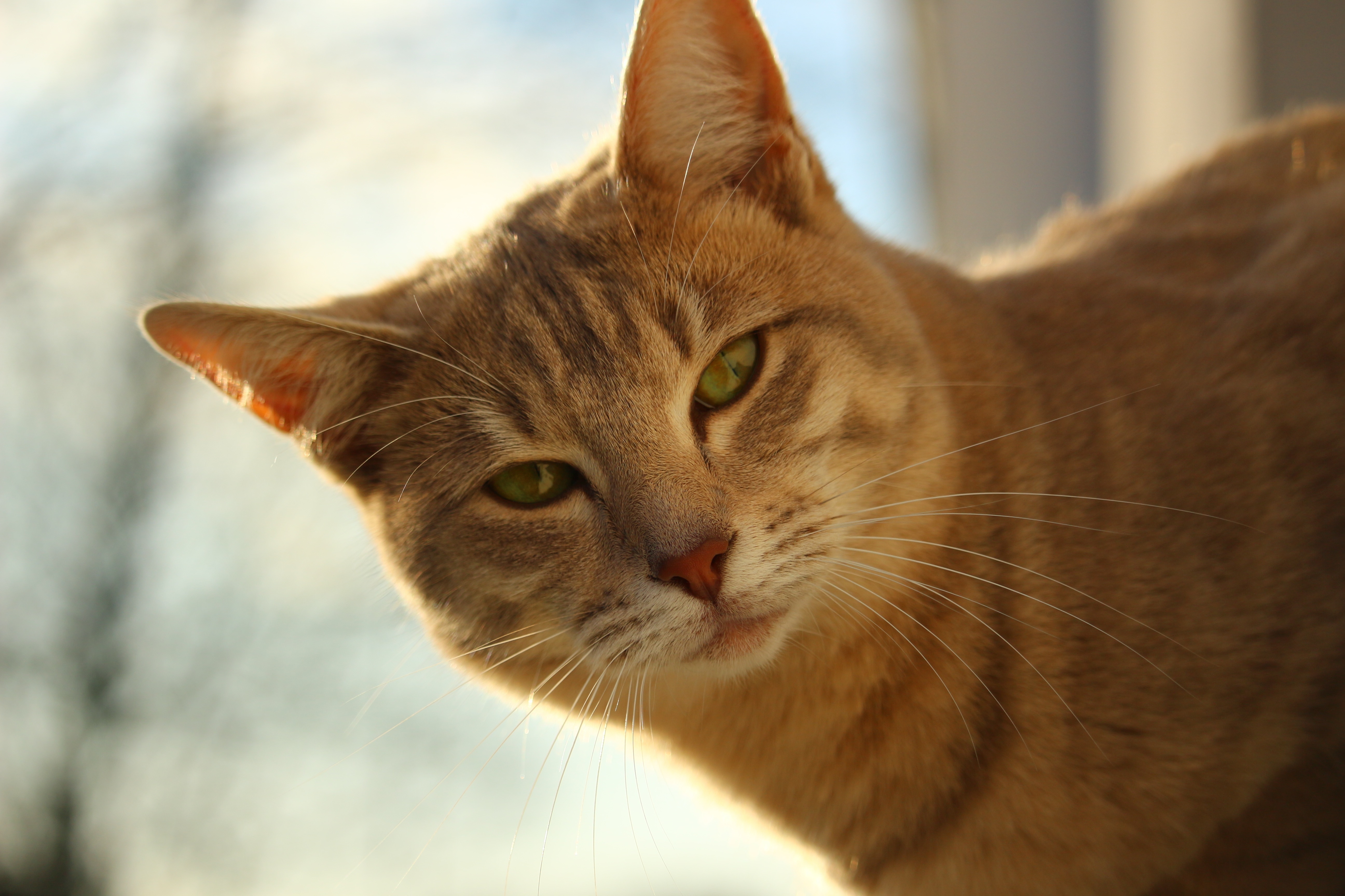 orange tabby cat with green eyes