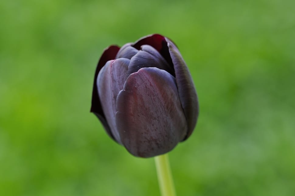 black tulip preview