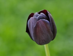 black tulip thumbnail
