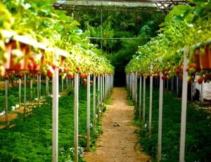 Strawberry, Berries, Strawberry Farm, in a row, large group of objects thumbnail