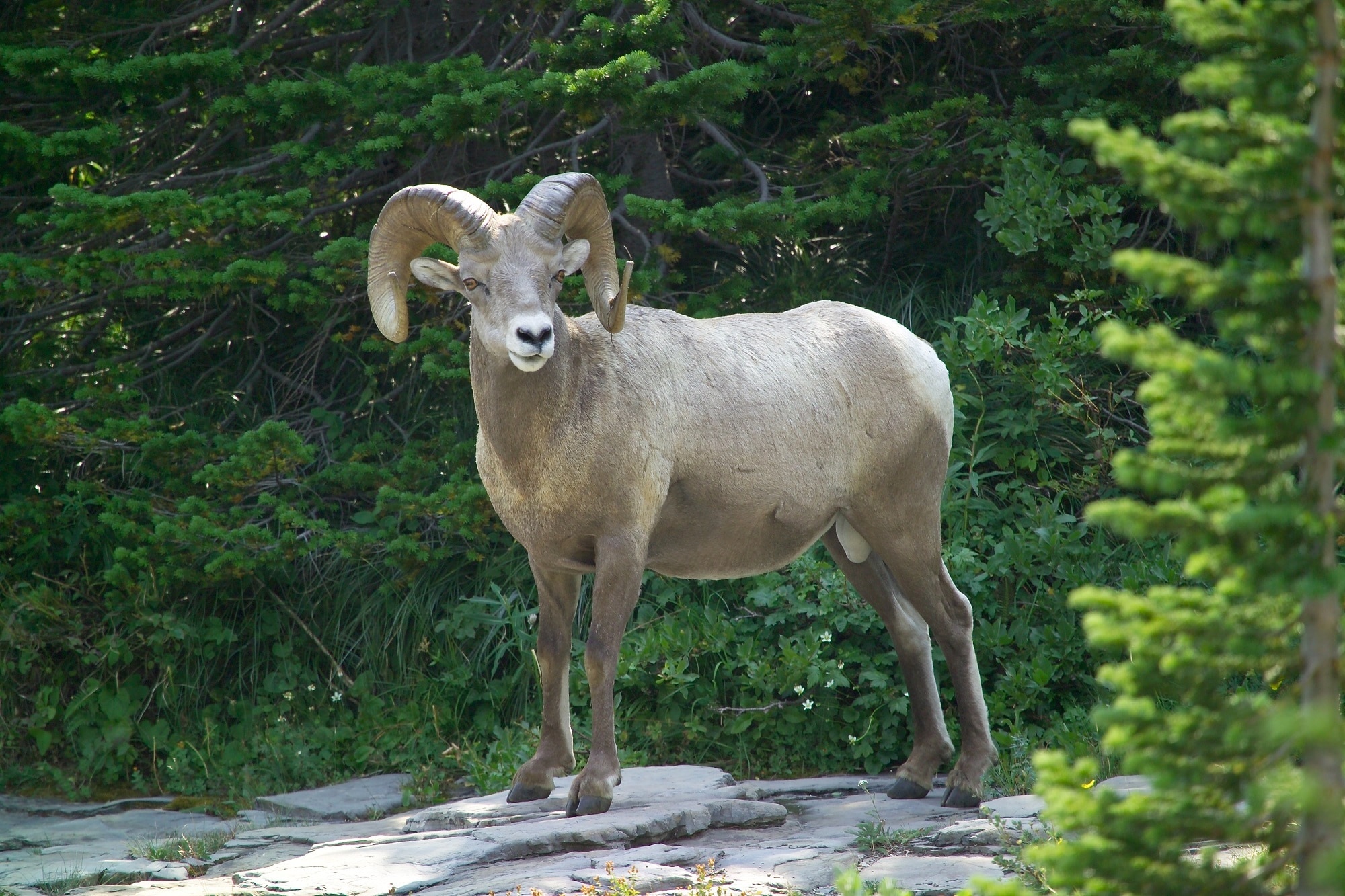 Big Horn Sheep, Male, Ram, Wildlife, one animal, animal themes