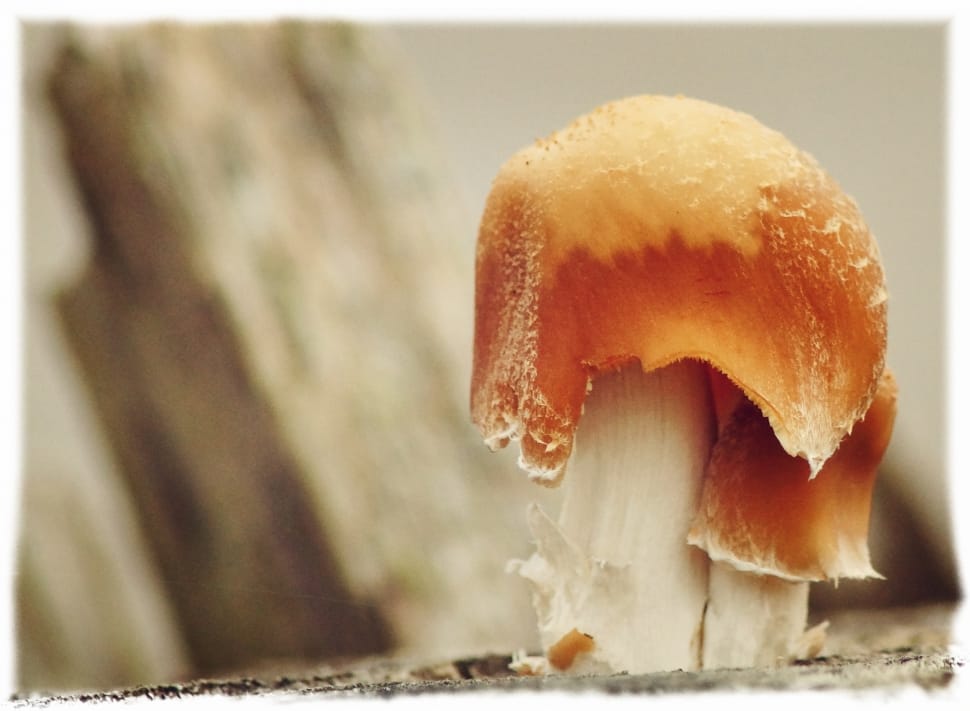 Mushrooms, Mushroom, Tree Fungus, one animal, close-up preview