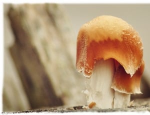 Mushrooms, Mushroom, Tree Fungus, one animal, close-up thumbnail