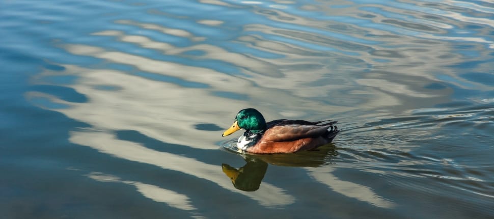 brown and green Mallard duck on body of water preview
