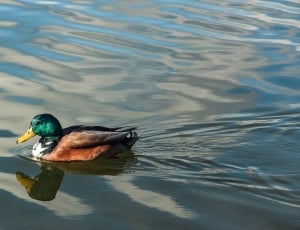 brown and green Mallard duck on body of water thumbnail