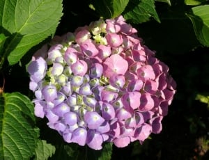 Flower, Rose, Hydrangea, Lilac, freshness, flower thumbnail