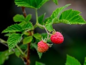 raspberry fruits thumbnail