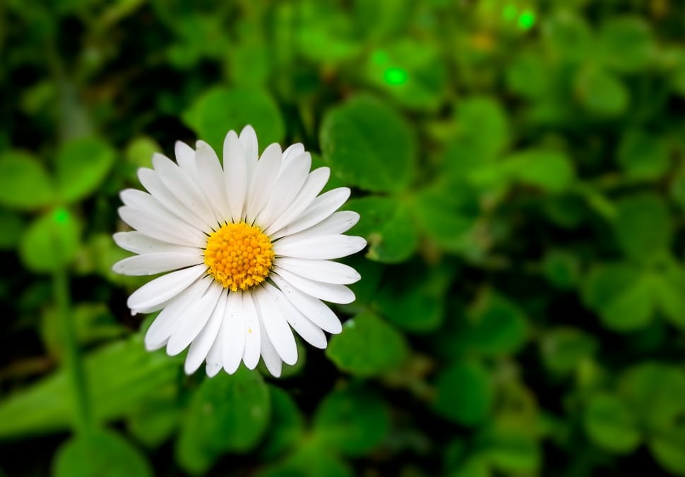 close up photo of white daisy preview