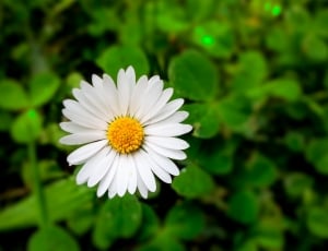 close up photo of white daisy thumbnail