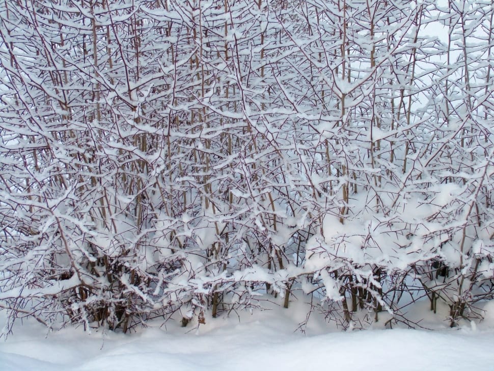 Branches, Snowy, Winter, Tree, Snow, snow, cold temperature preview