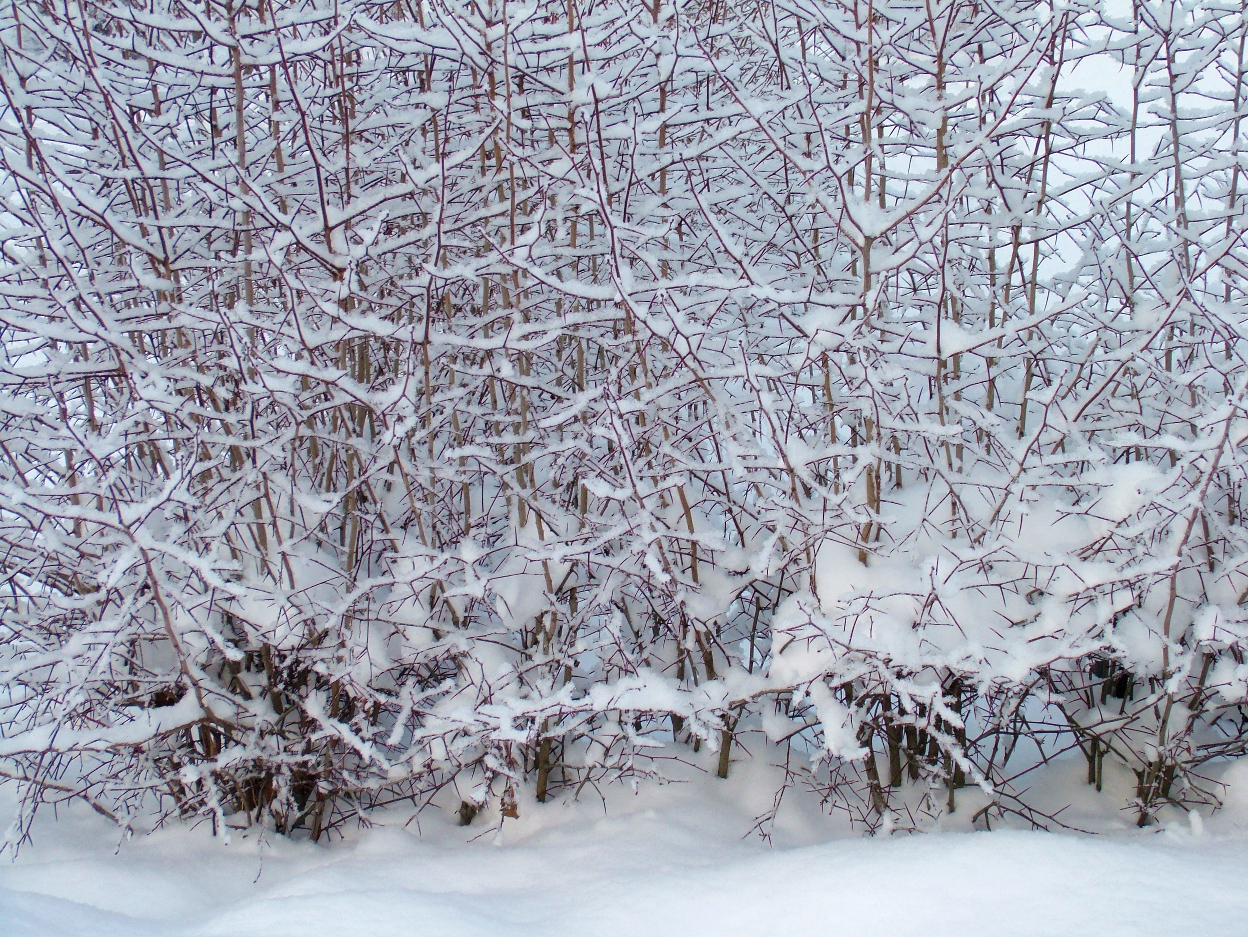 Branches, Snowy, Winter, Tree, Snow, snow, cold temperature