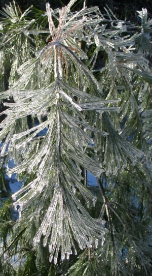 Branch, Cold, Winter, Ice, Tree, Snow, pine tree, nature thumbnail