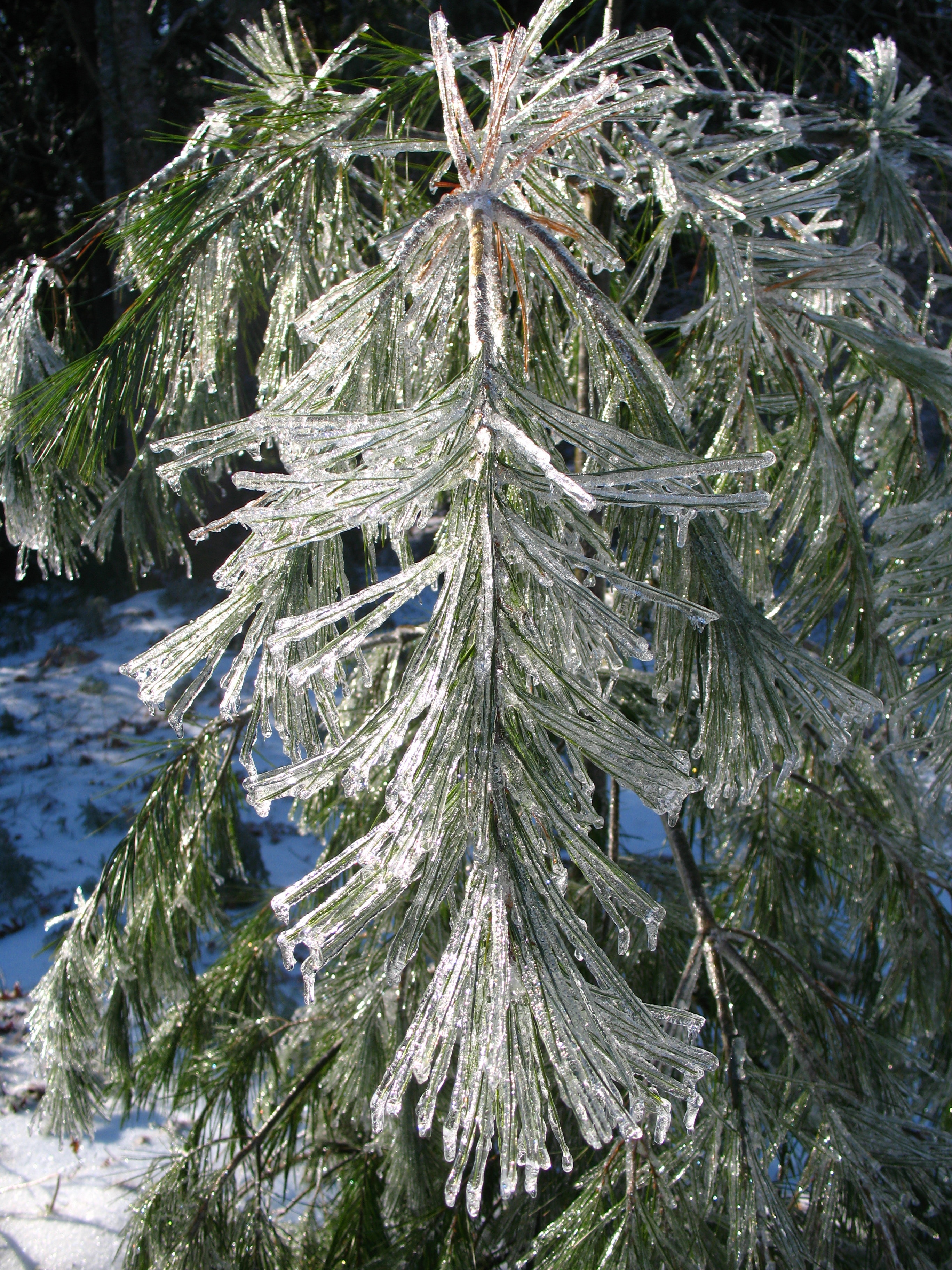 Branch, Cold, Winter, Ice, Tree, Snow, pine tree, nature
