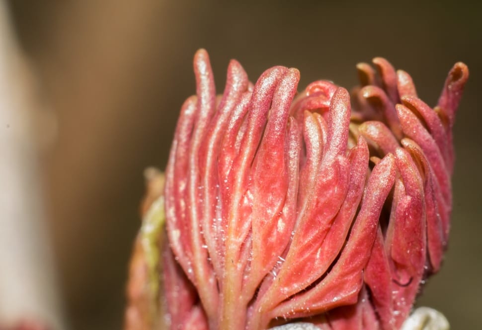 red flower bud preview