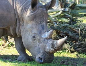gray rhinoceros thumbnail