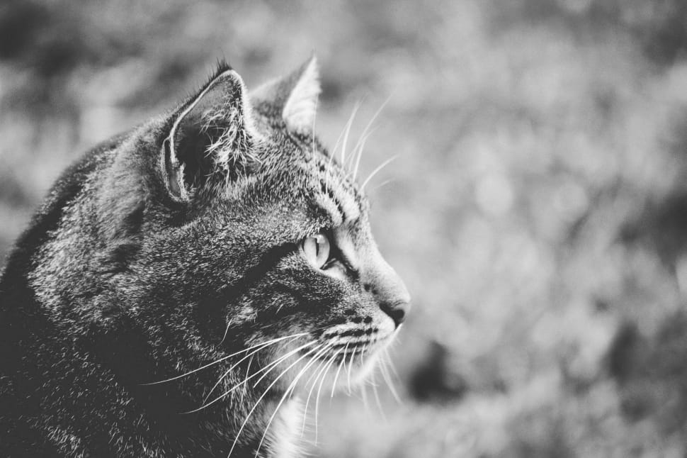 grayscale close up photography of cat preview