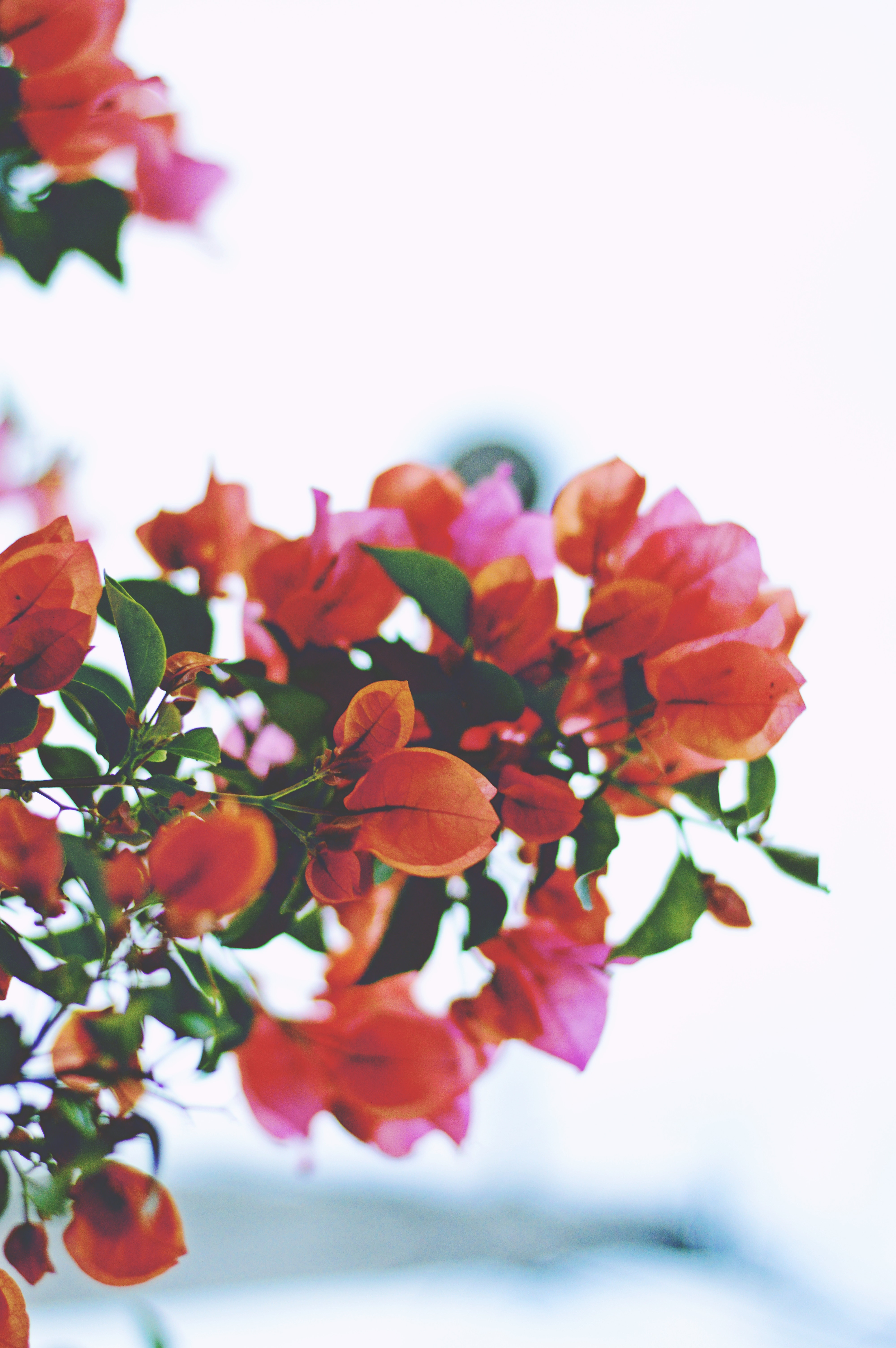 pink and orange bougainvillea flower