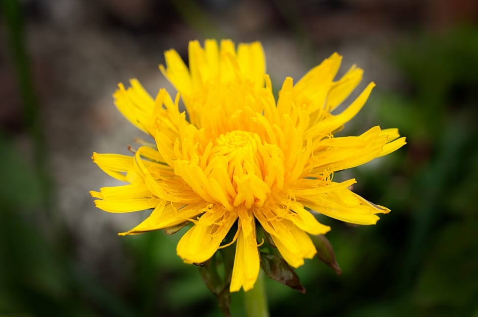 close-up photography of yellow petaled flower preview