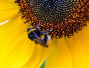 bumble bee and yellow sun flower thumbnail