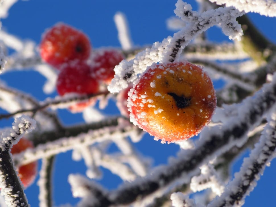 Winter, Nature, Apple, Frost, Cold, Ice, winter, cold temperature preview