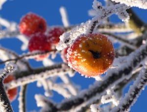 Winter, Nature, Apple, Frost, Cold, Ice, winter, cold temperature thumbnail