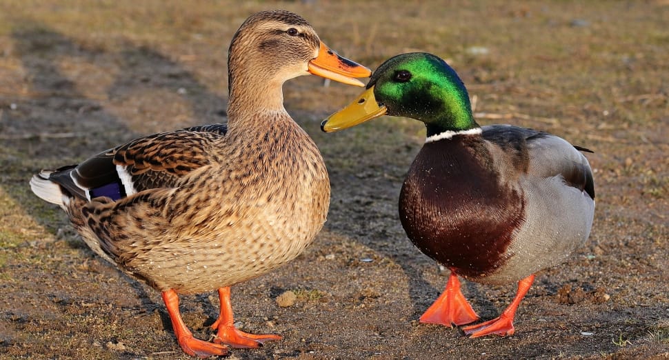 Female And Male Mallard Duck Free Image Peakpx