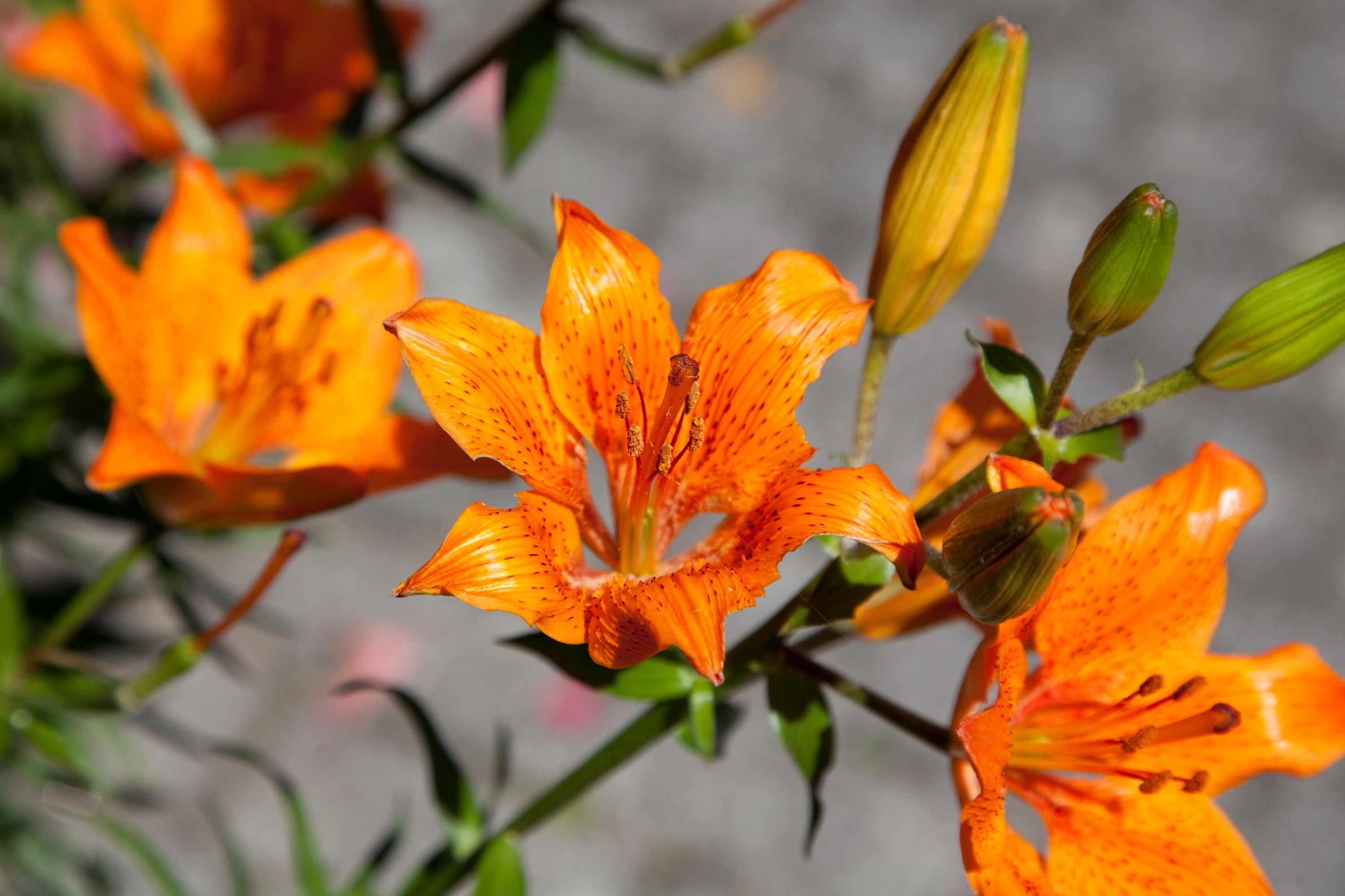 X Wallpaper Orange Petal Flower Peakpx
