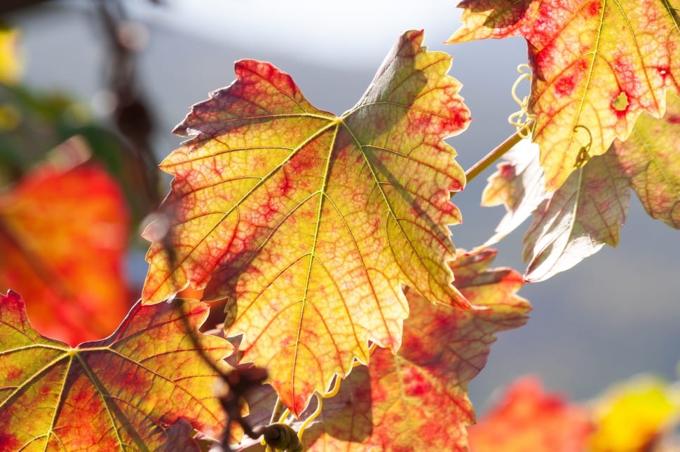 yellow and red leaf preview