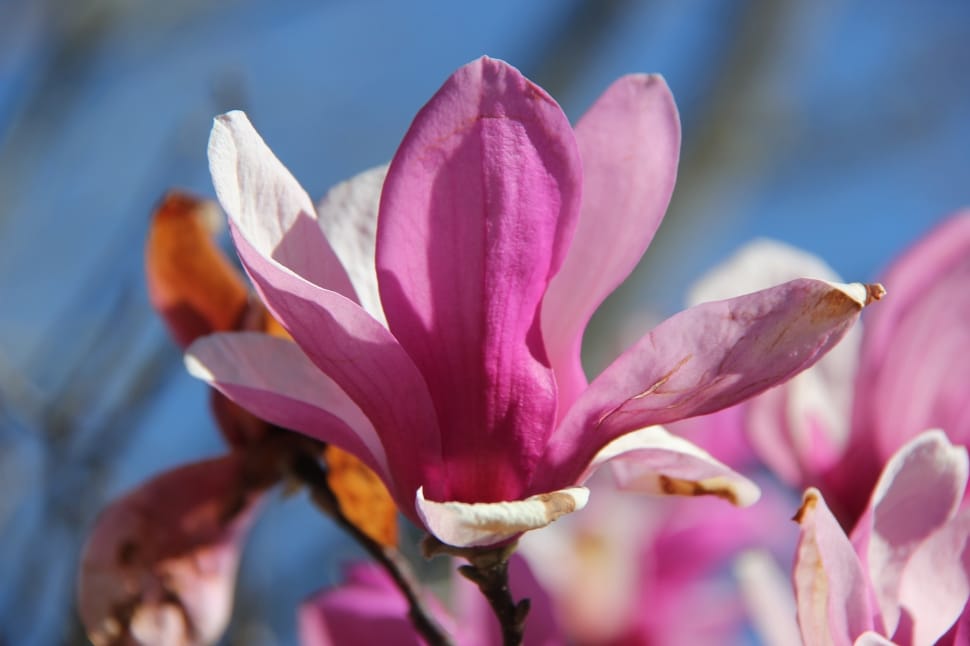 pink magnolia blossom preview