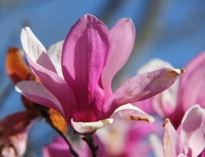 pink magnolia blossom thumbnail
