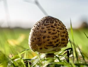 brown and white layered mushroom thumbnail
