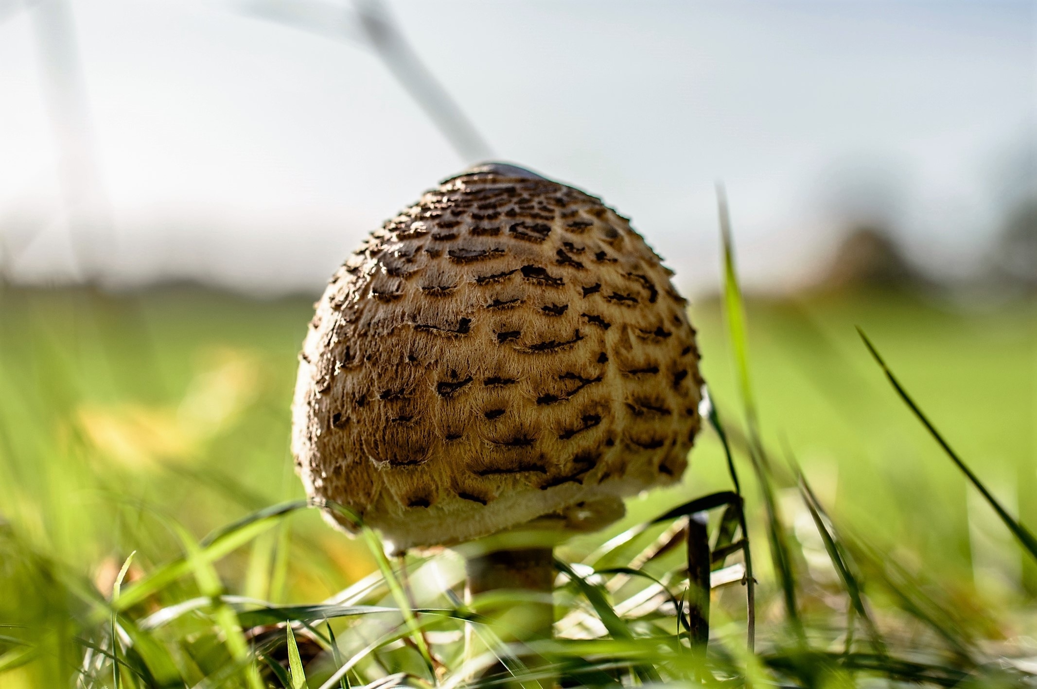 brown and white layered mushroom